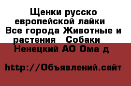 Щенки русско европейской лайки - Все города Животные и растения » Собаки   . Ненецкий АО,Ома д.